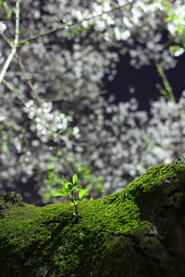 新芽 (井の頭公園)