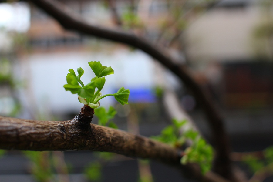 イチョウの新芽