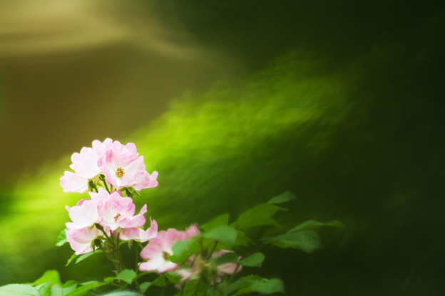 桃色の花