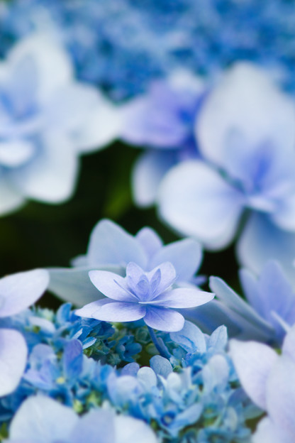 紫陽花