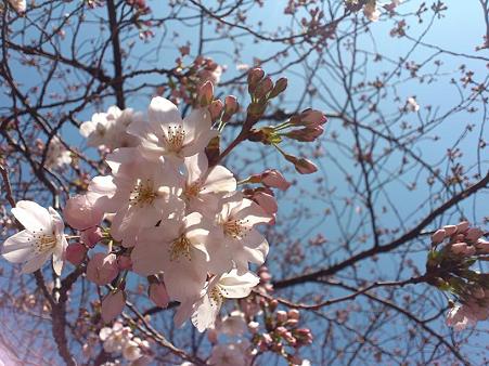 2012.4.4　目黒川の桜