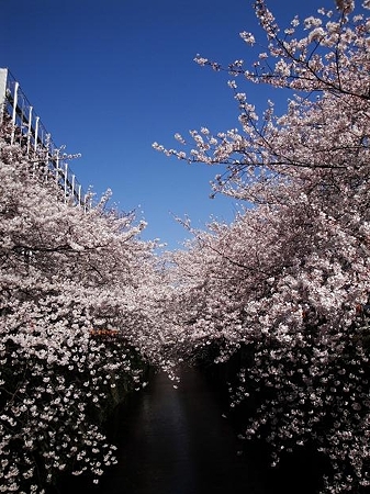 2012.4.7　目黒川の桜