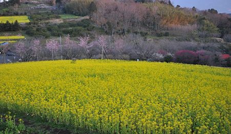 菜の花1