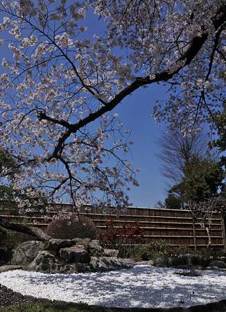 普門寺ソメイヨシノ1