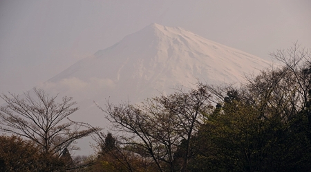 富士山桜の園全景2