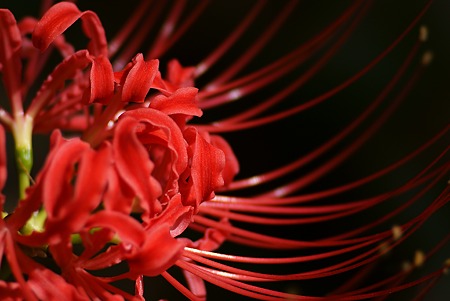 彼岸花
