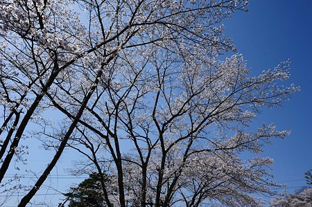 1104121416_DSC_9331