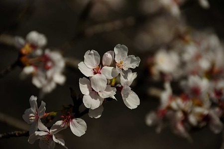 1104121513_DSC_4883