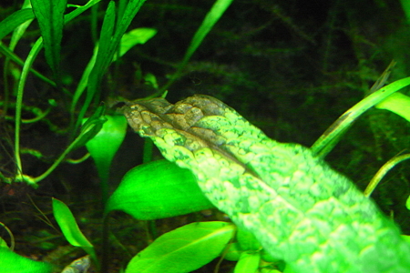 シダ病 1