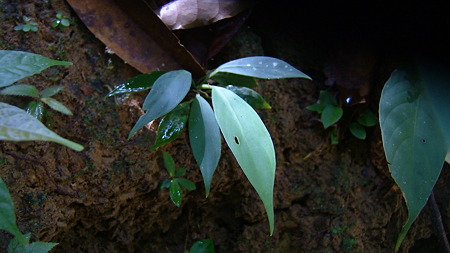 DSCF0060