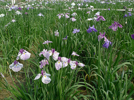宮地嶽神社の花菖蒲2011(6)