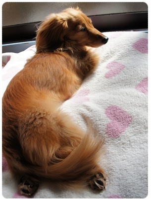 20120407 JURI
