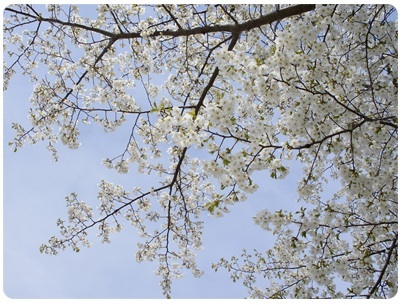 20120415 見上げると白雪桜~♪