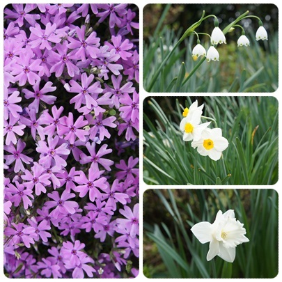20120429 お庭の花