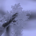 雪の結晶(1)