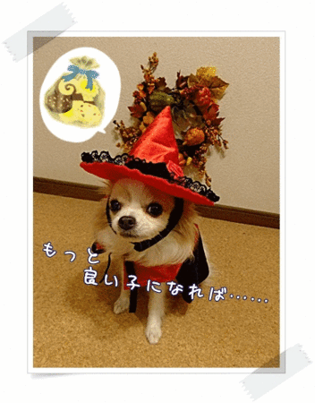 しょうだ!!