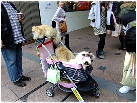5にゃんこ