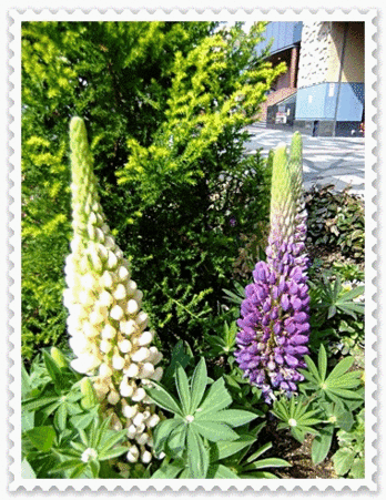 ルピナスの寄せ植え