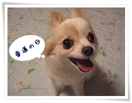 普通の日