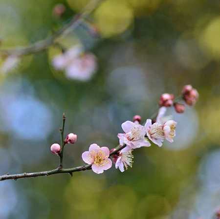 梅の花咲く