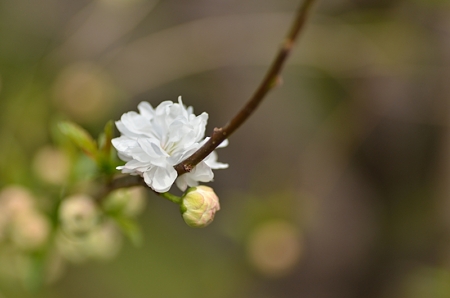 庭桜
