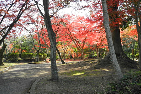 亀山公園の紅葉・9