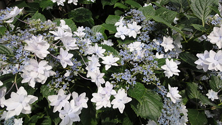鮫洲あたり　紫陽花満開　白い花がきれい