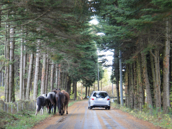 ４頭の馬を連れて歩いている人に遭遇