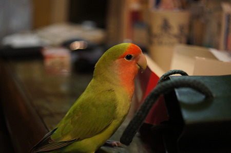 DSC00641