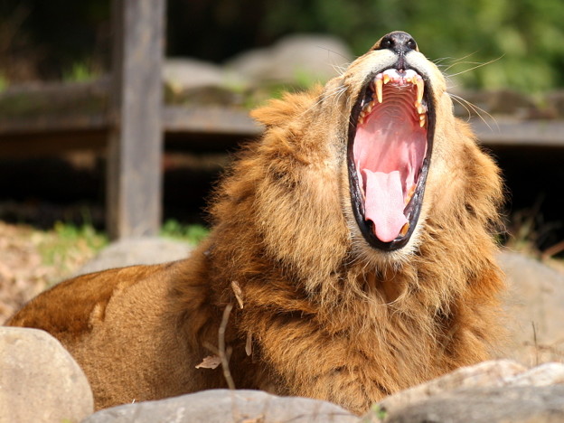 ライオンの大きな歯（キバ）