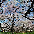 Photos: 新宿御苑の桜
