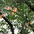 Photos: 平和公園・紅葉01-11.09.22
